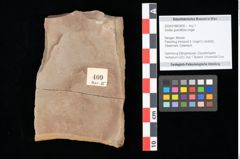 Foto (Objekt + Etikett) von Smilax grandifolia Unger (NHMW-GEO-2024-0188-0409)